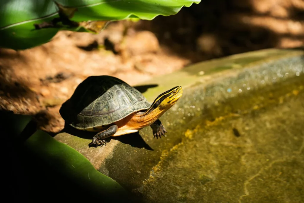 A turtle basks in sunlight near a pond, highlighting its shell and features in a garden setting.